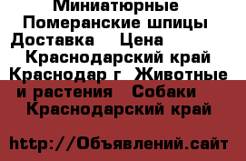 Миниатюрные, Померанские шпицы. Доставка. › Цена ­ 30 000 - Краснодарский край, Краснодар г. Животные и растения » Собаки   . Краснодарский край